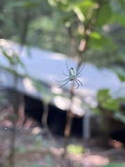 Mangora