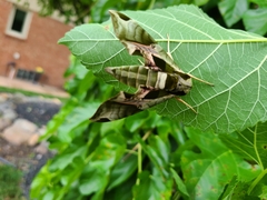 Eumorpha pandorus