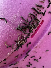 Phryganidia californica