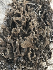Clathria prolifera
