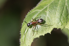 Camponotus chromaiodes