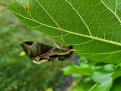 Eumorpha pandorus