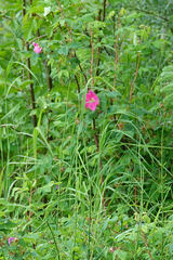 Rosa acicularis