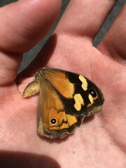 Heteronympha merope