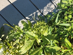 Cicuta douglasii