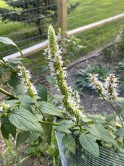 Agastache scrophulariifolia