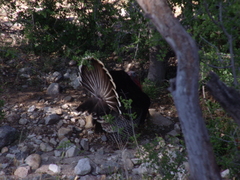 Meleagris gallopavo mexicana