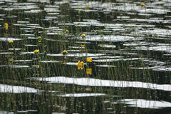Nuphar polysepala
