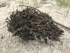 Clathria prolifera