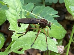 Diogmites platypterus