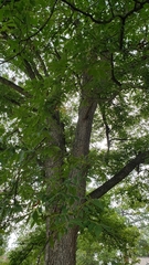 Carya illinoinensis