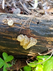 Myxarium nucleatum