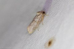 Acrolophus piger
