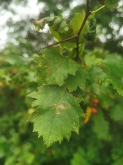 Crataegus flabellata