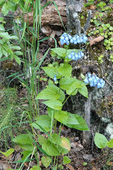 Mertensia paniculata