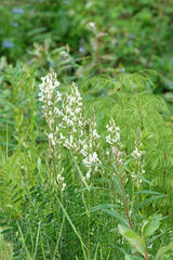 Oxytropis campestris