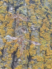 Megarhyssa macrurus macrurus