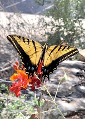 Papilio multicaudata