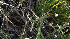 Stephanomeria pauciflora