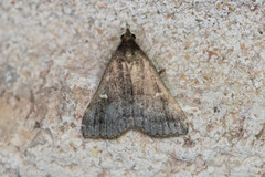 Tetanolita mynesalis