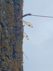 Megarhyssa macrurus macrurus