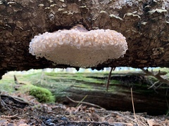 Fomitopsis ochracea