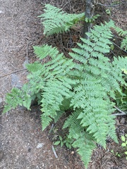 Pteridium aquilinum pubescens