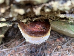 Fomitopsis ochracea