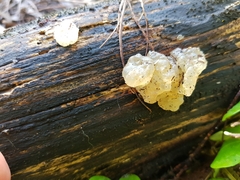 Myxarium nucleatum