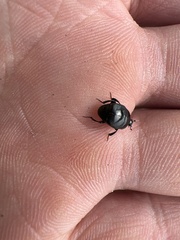 Histeridae