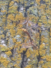 Megarhyssa macrurus macrurus