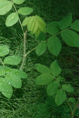 Rosa acicularis