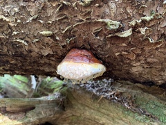 Fomitopsis ochracea