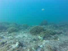Pocillopora