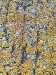 Megarhyssa macrurus macrurus