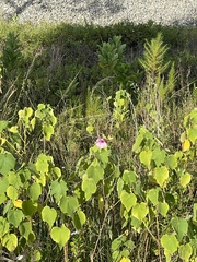 Hibiscus furcellatus