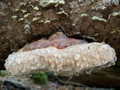 Fomitopsis ochracea