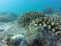 Pocillopora