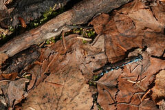 Coenagrion resolutum