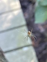 Mangora