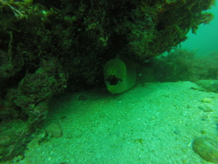 Gymnothorax castaneus