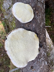 Fomitopsis ochracea