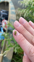 Diabrotica undecimpunctata