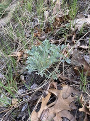 Artemisia ludoviciana