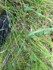 Arthropodium milleflorum