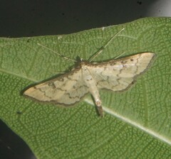 Blepharomastix ranalis