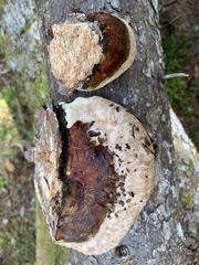 Fomitopsis ochracea