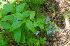 Mertensia paniculata