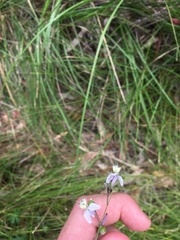 Arthropodium milleflorum