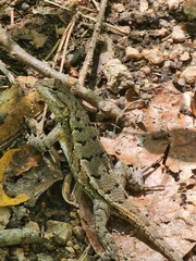 Sceloporus consobrinus